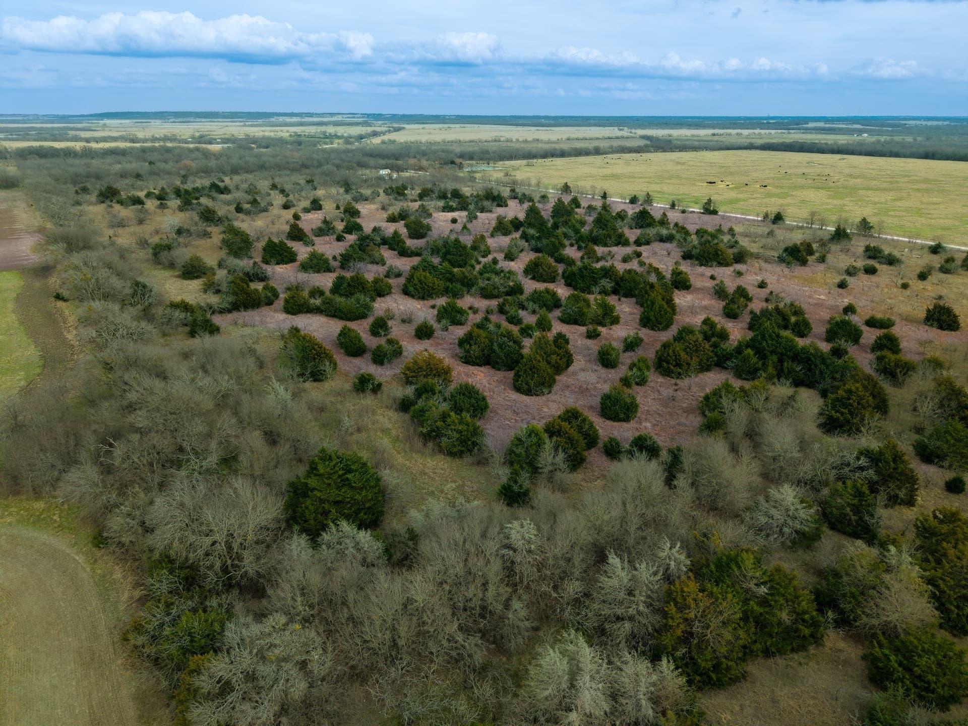 32 acres in Limestone County - photo 10