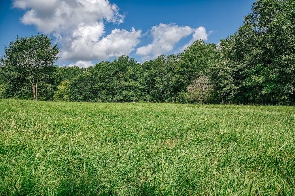 461 acres in Limestone County - photo 8