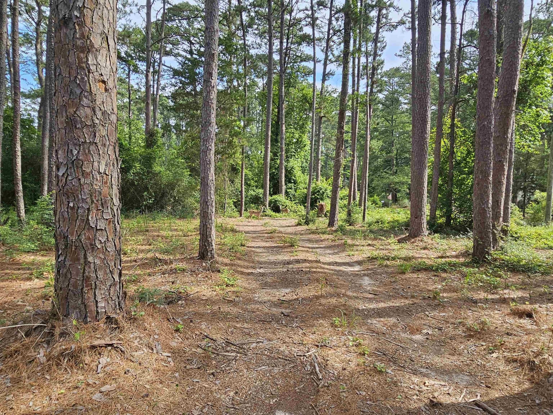 0.36 acres in Wood County - photo 9