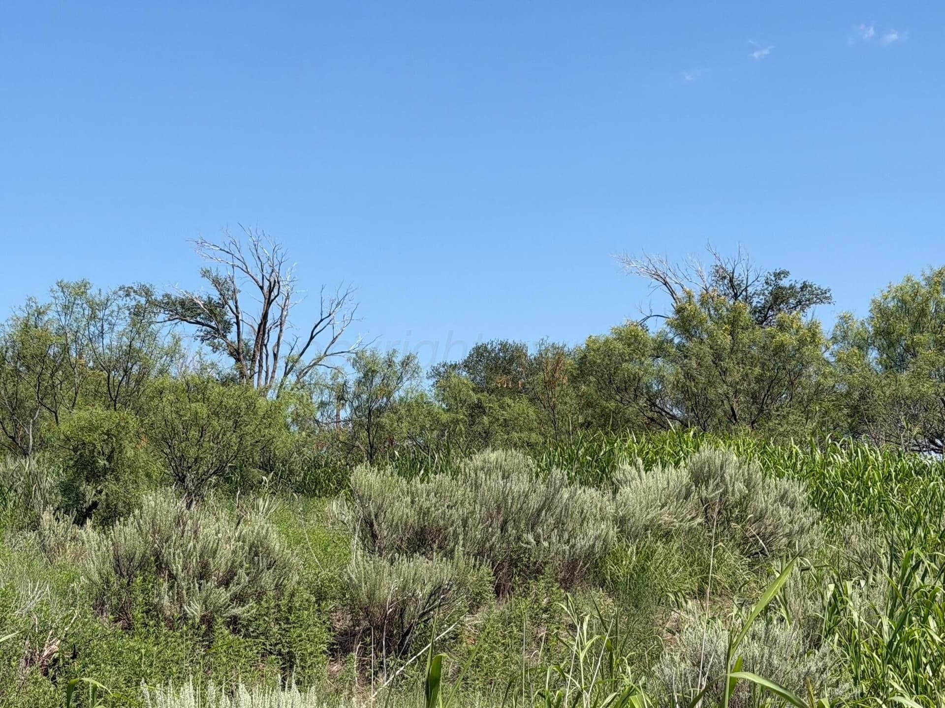 140 acres in Collingsworth County - photo 13