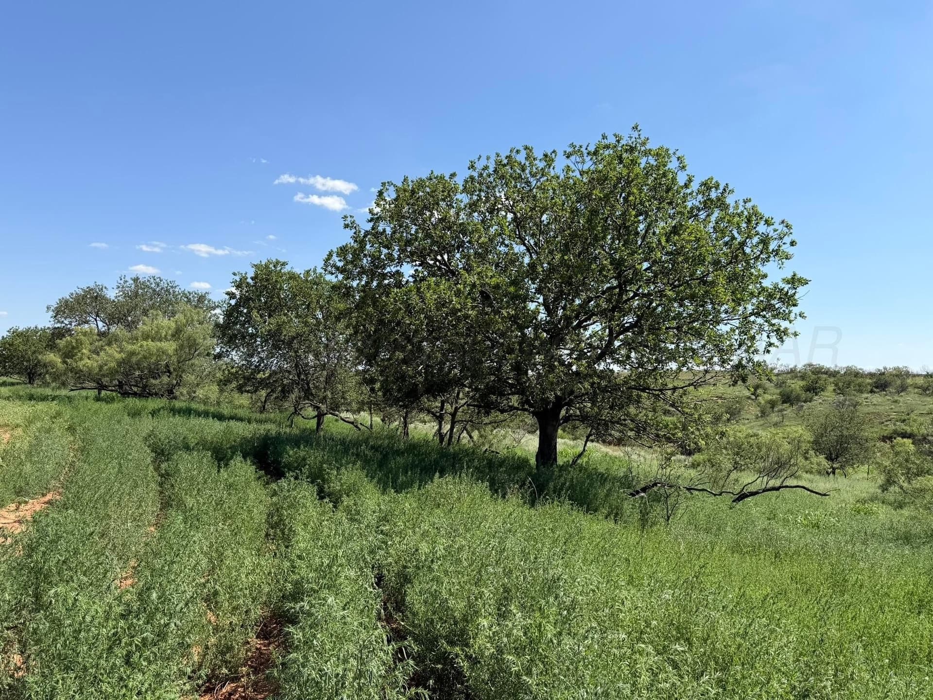 140 acres in Collingsworth County - photo 25