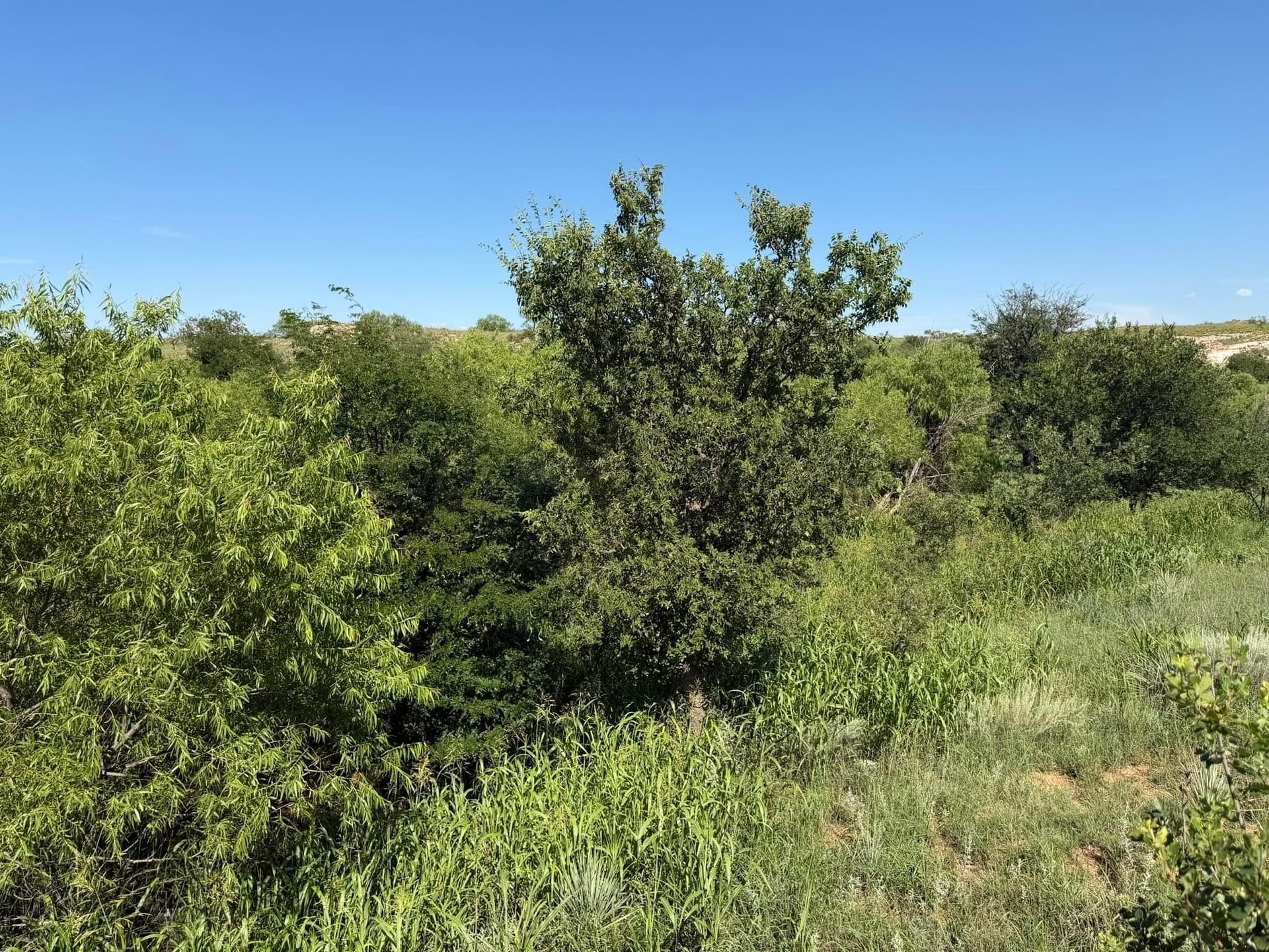 140 acres in Collingsworth County - photo 42