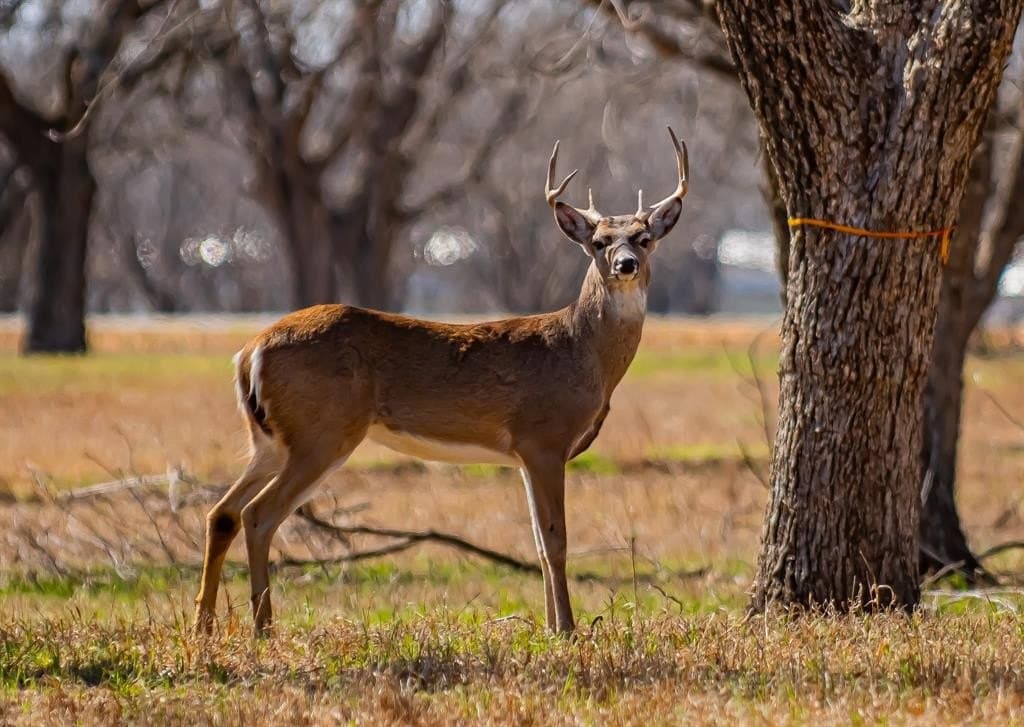 1.43 acres in Hood County gallery image 4
