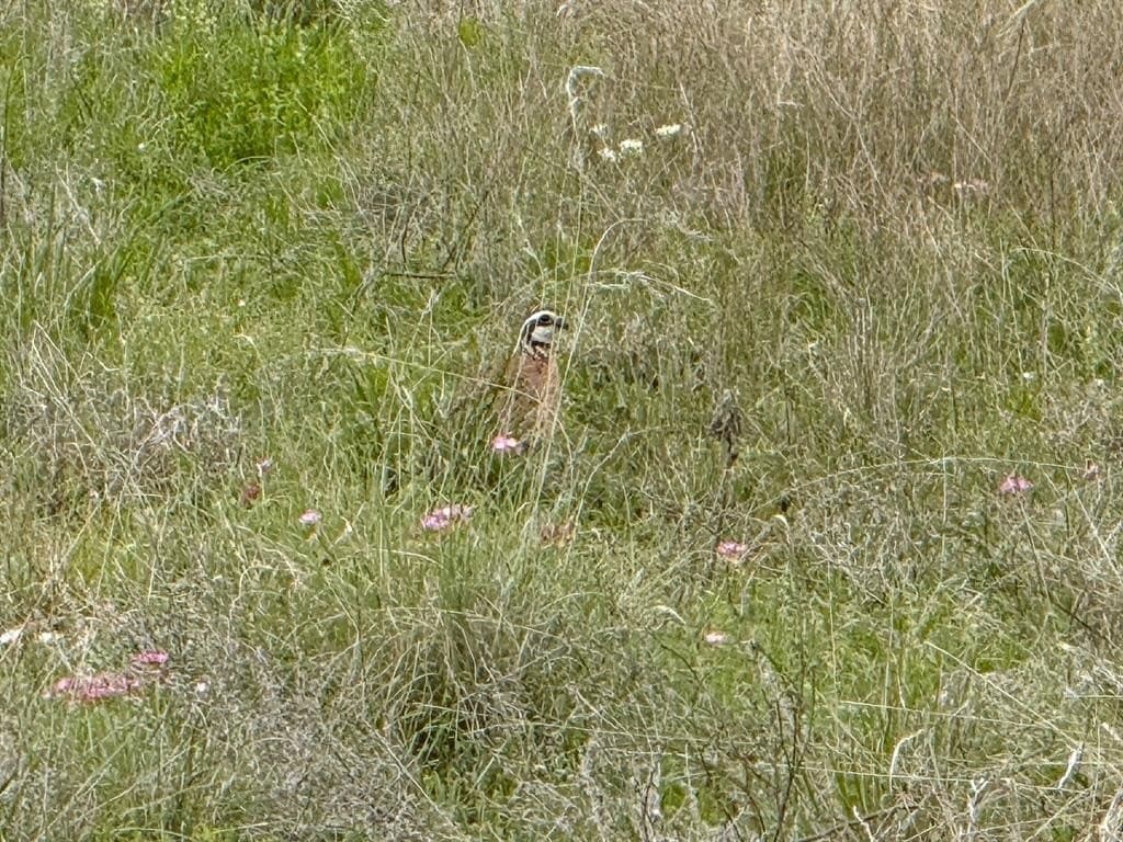 1,090 acres in Coleman County gallery image 3