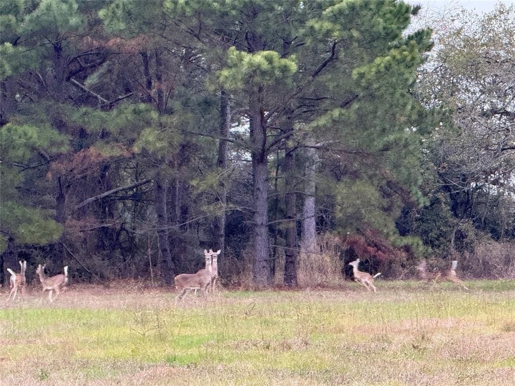 45.97 acres in Leon County gallery image 2