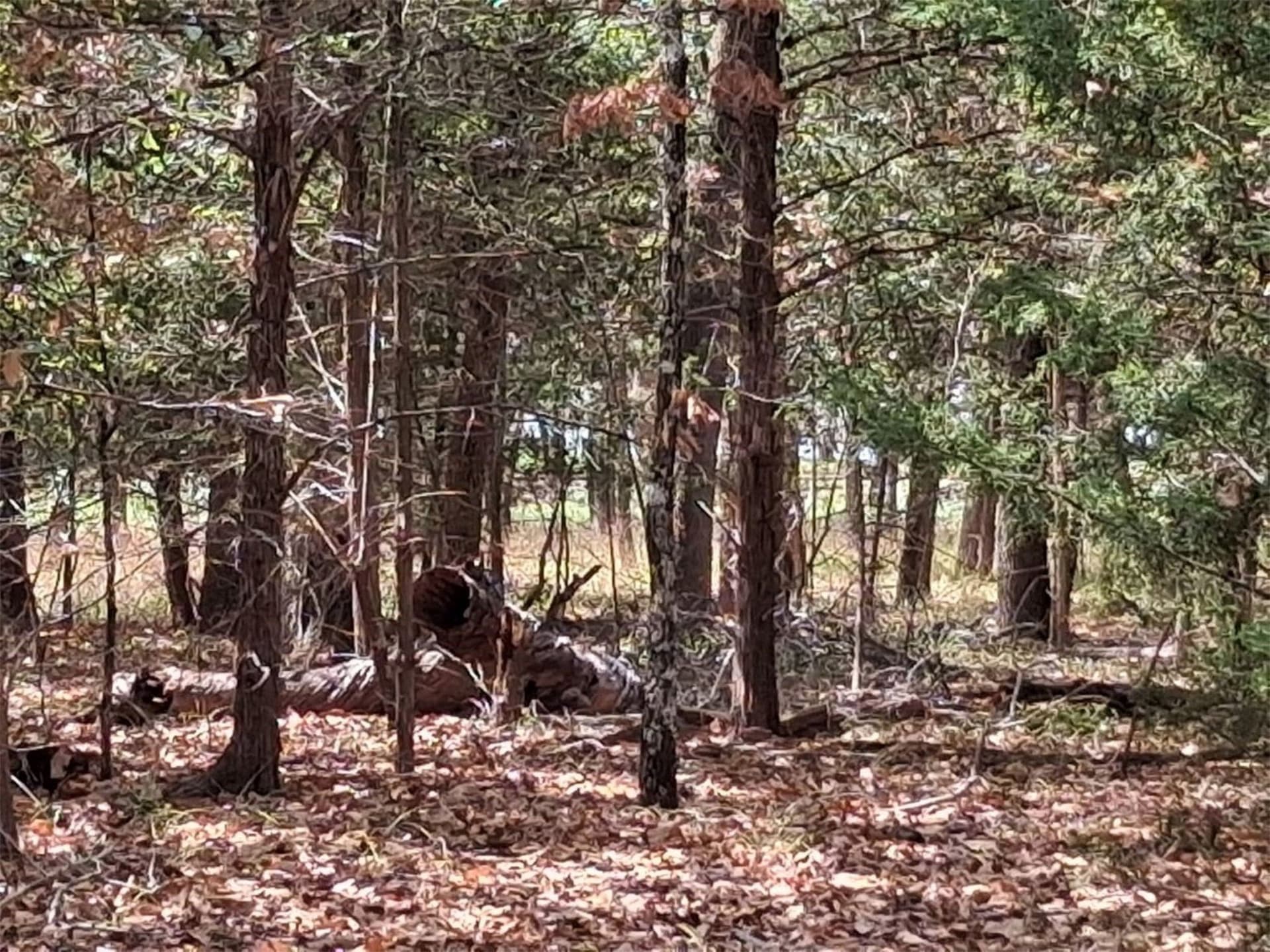 0.24 acres in Van Zandt County - photo 4
