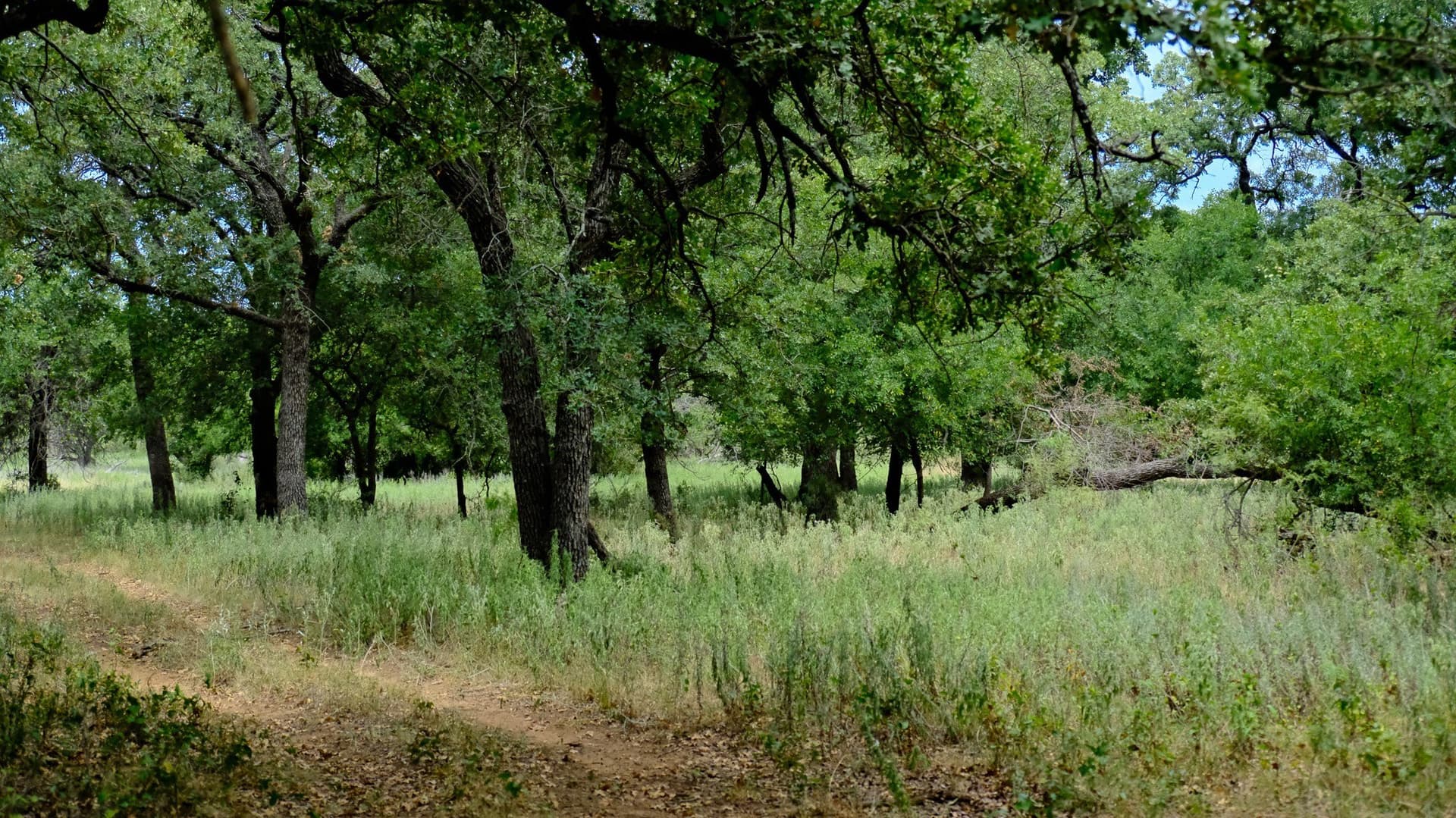 100 acres in Jack County - photo 5