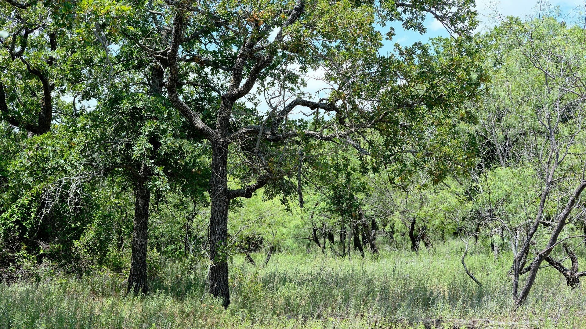 100 acres in Jack County - photo 21
