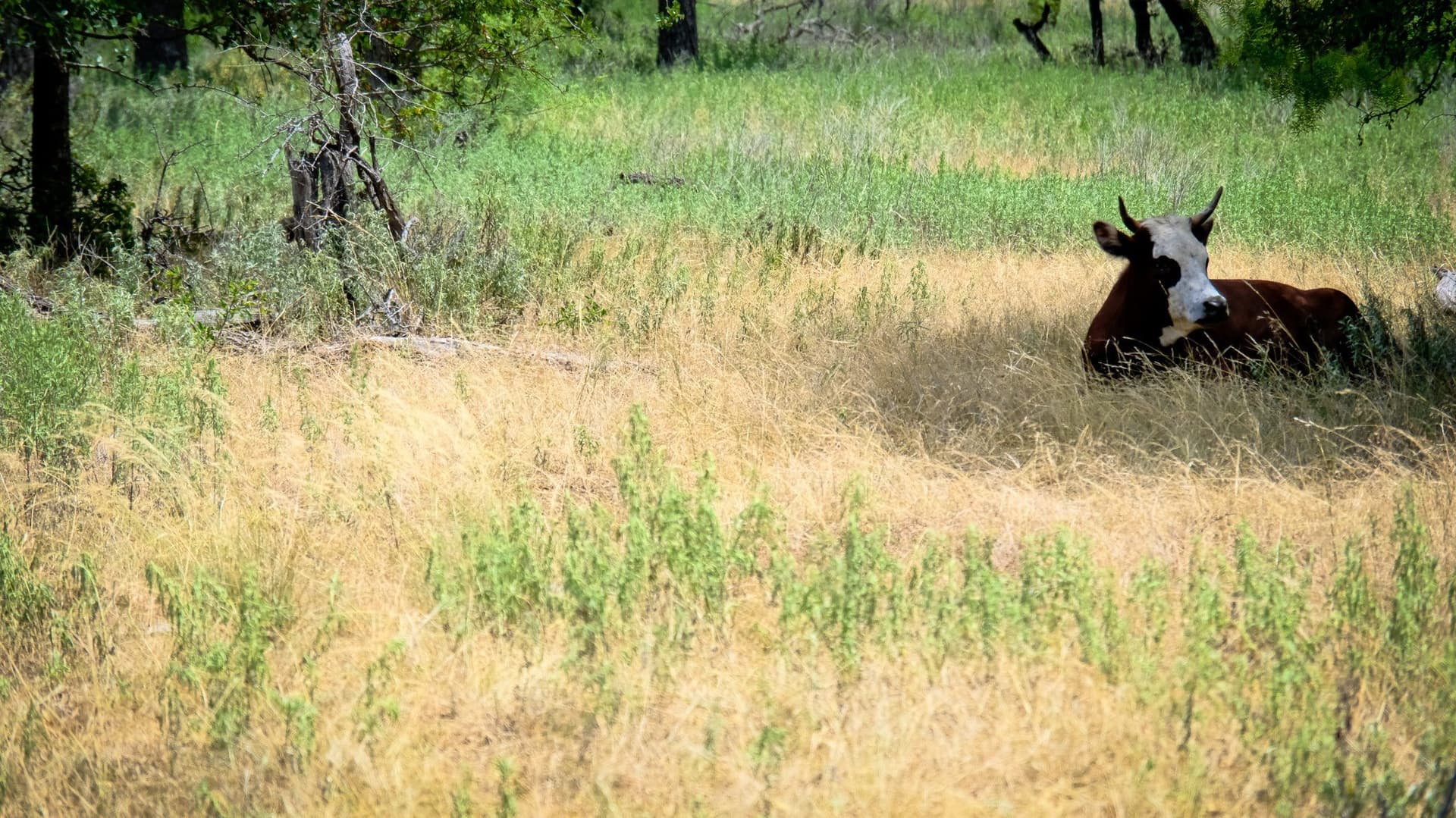 100 acres in Jack County - photo 12