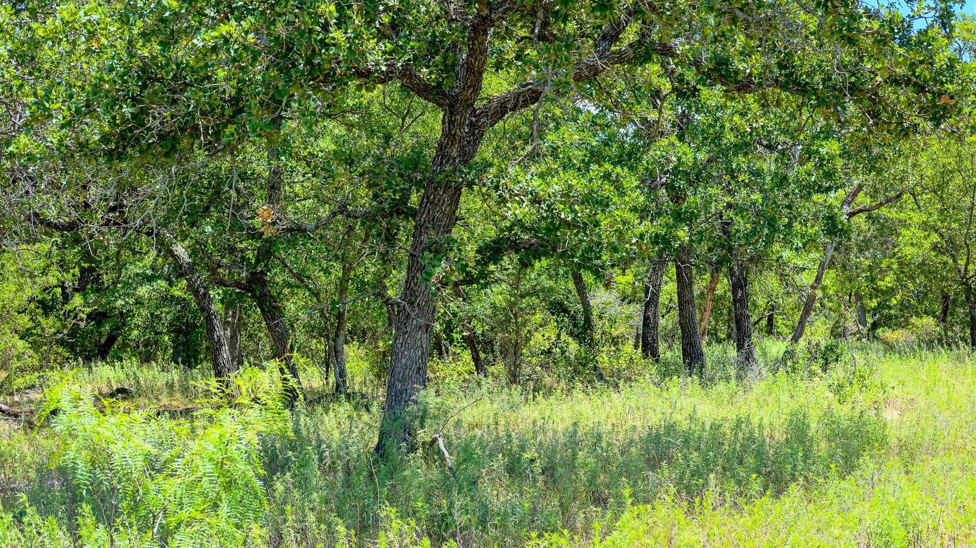 100 acres in Jack County - photo 8