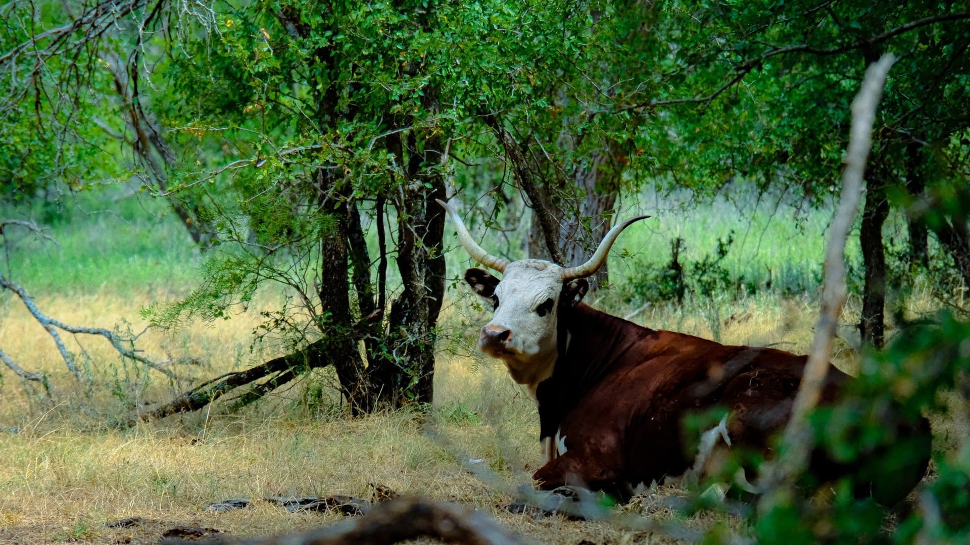 100 acres in Jack County - photo 7