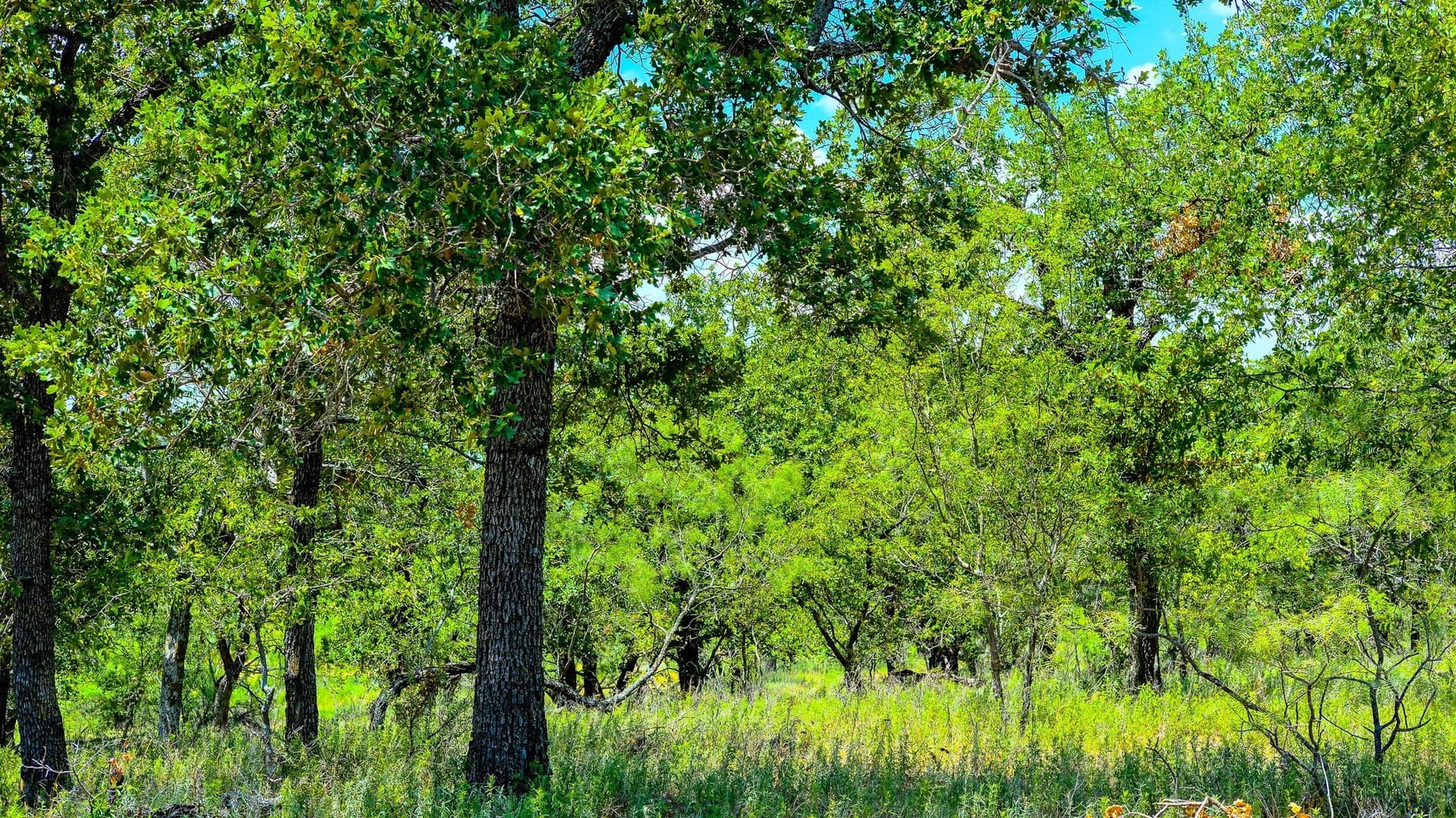 100 acres in Jack County - photo 15