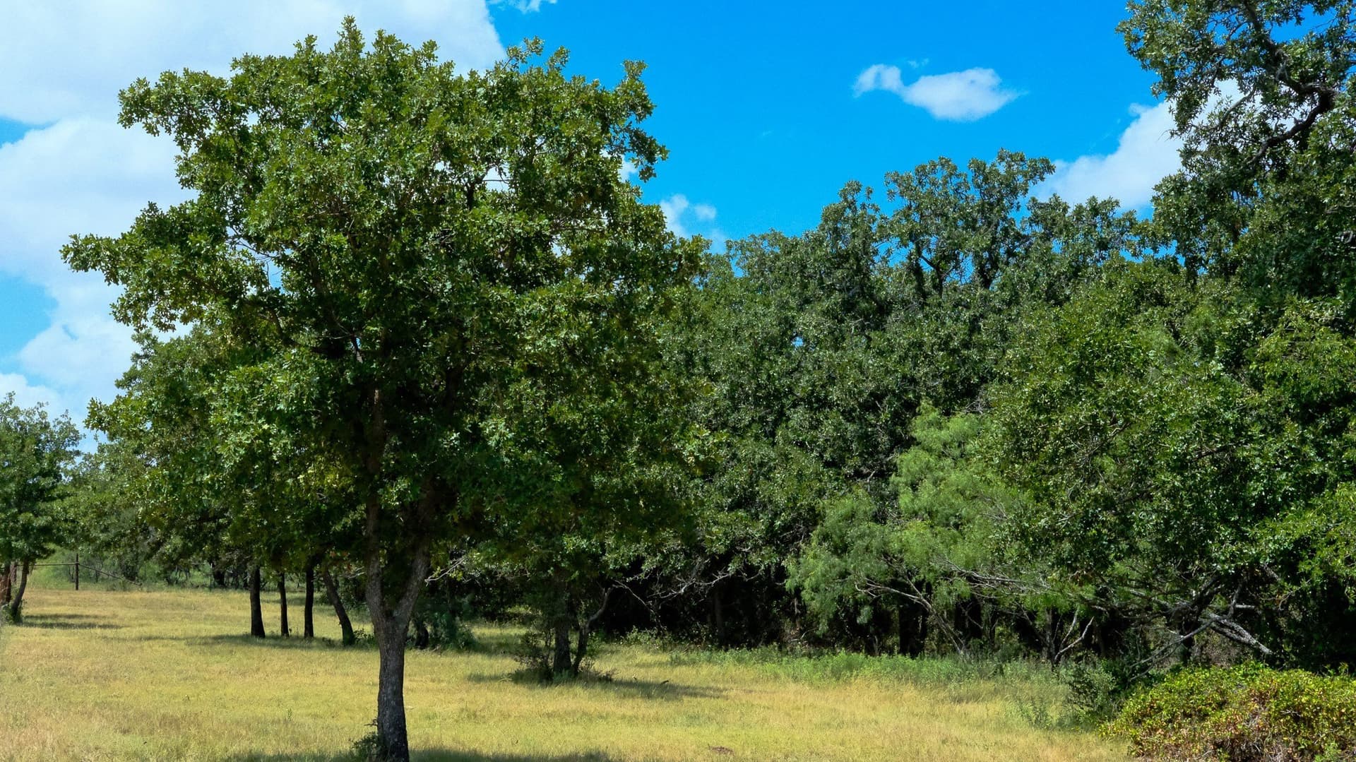 100 acres in Jack County - photo 26