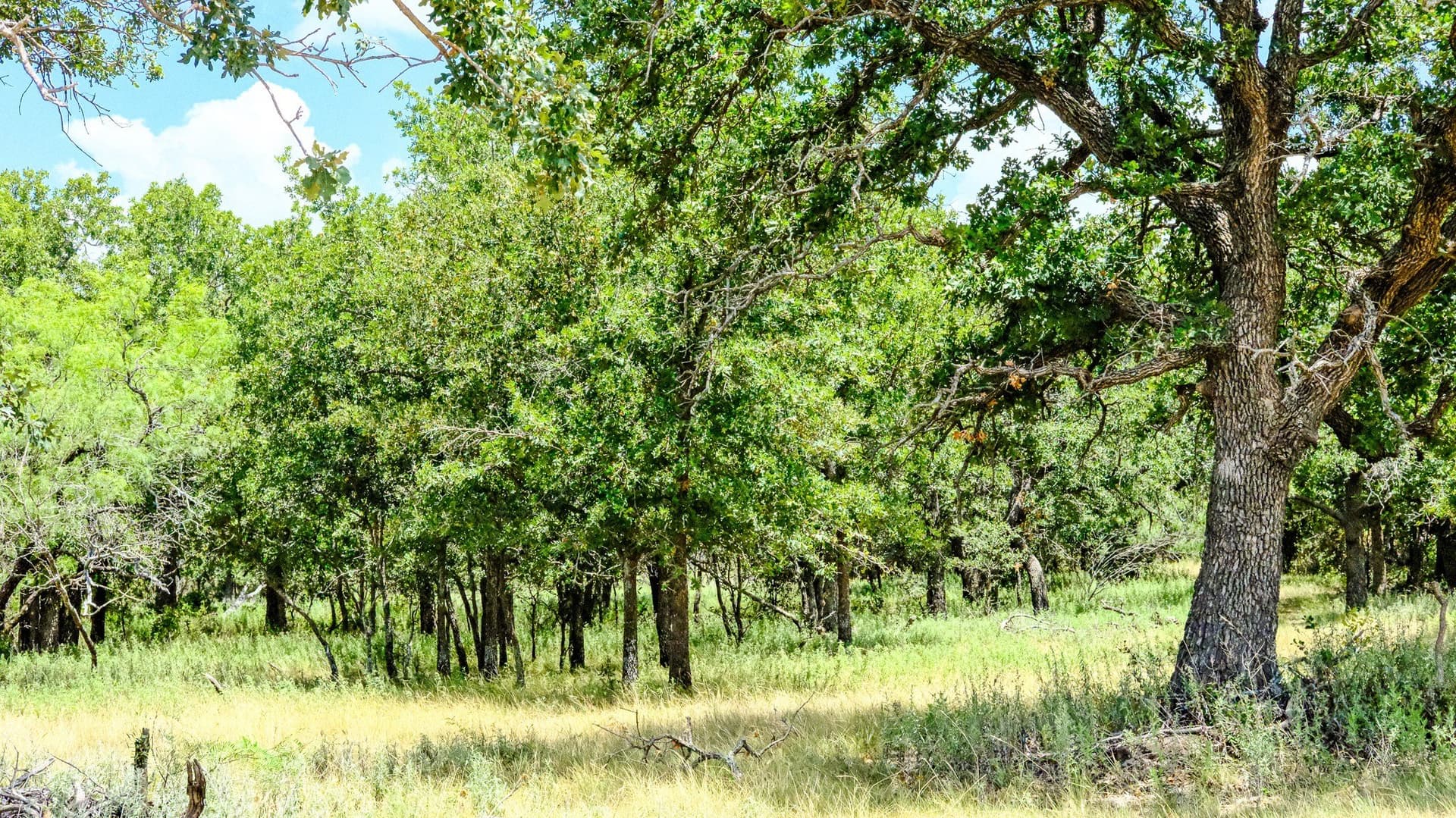 100 acres in Jack County - photo 25