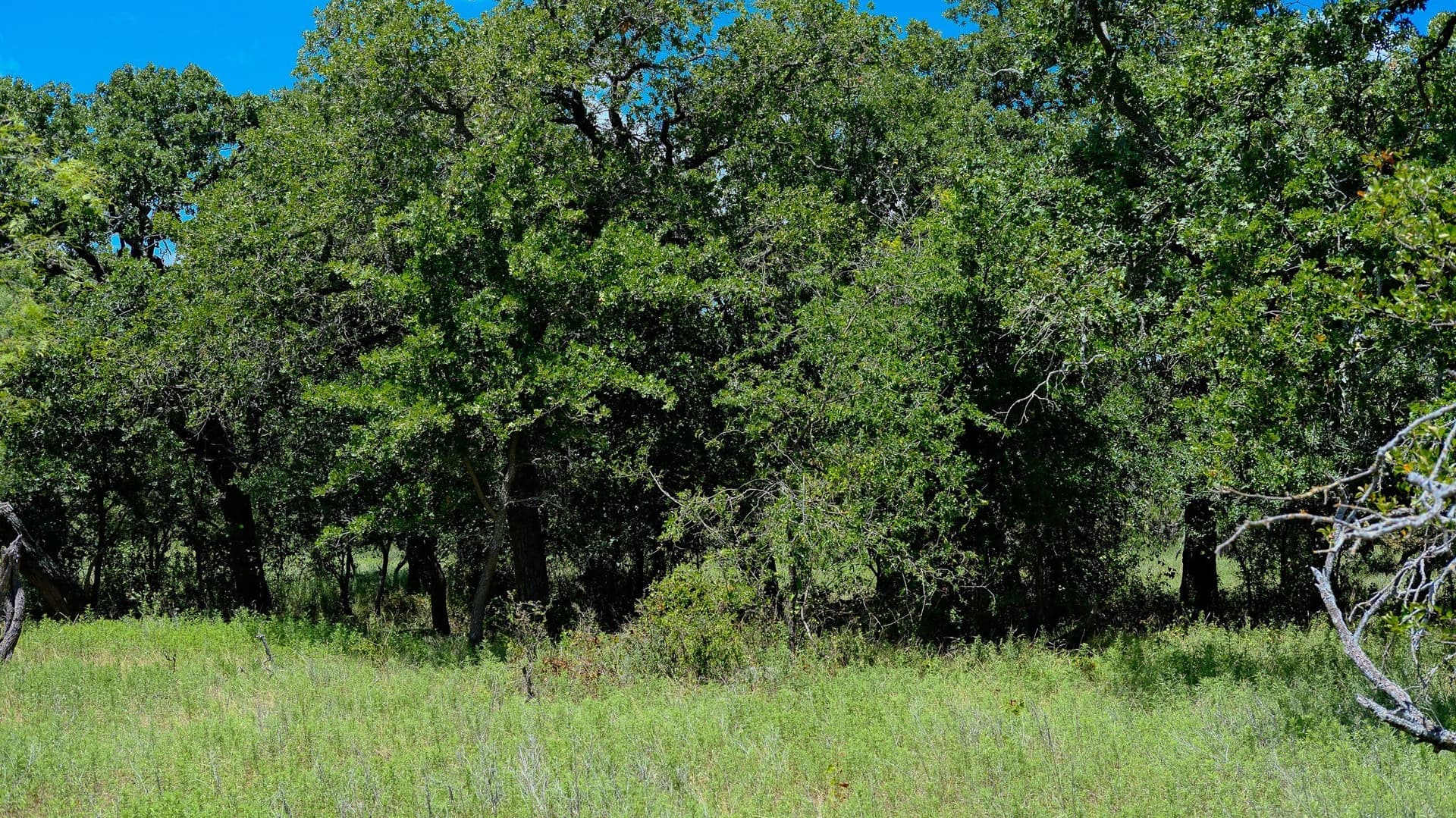 100 acres in Jack County - photo 24