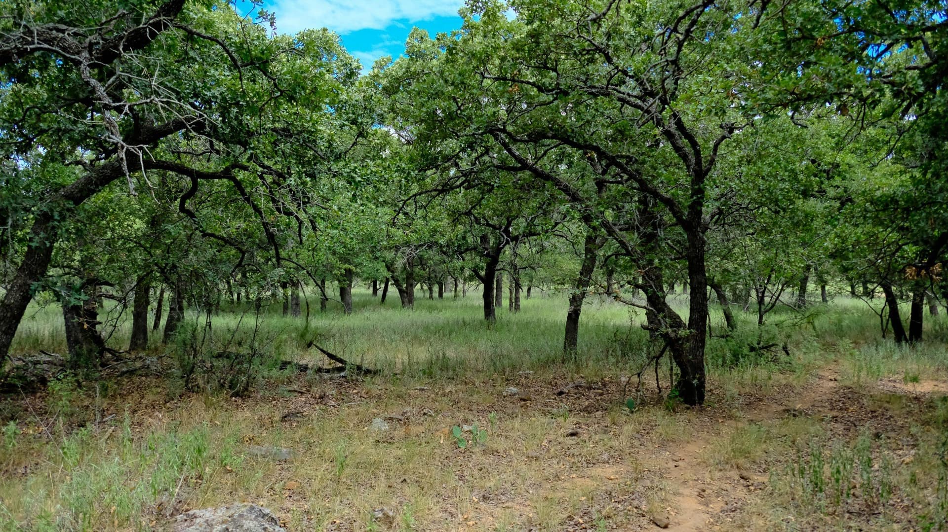 100 acres in Jack County - photo 6