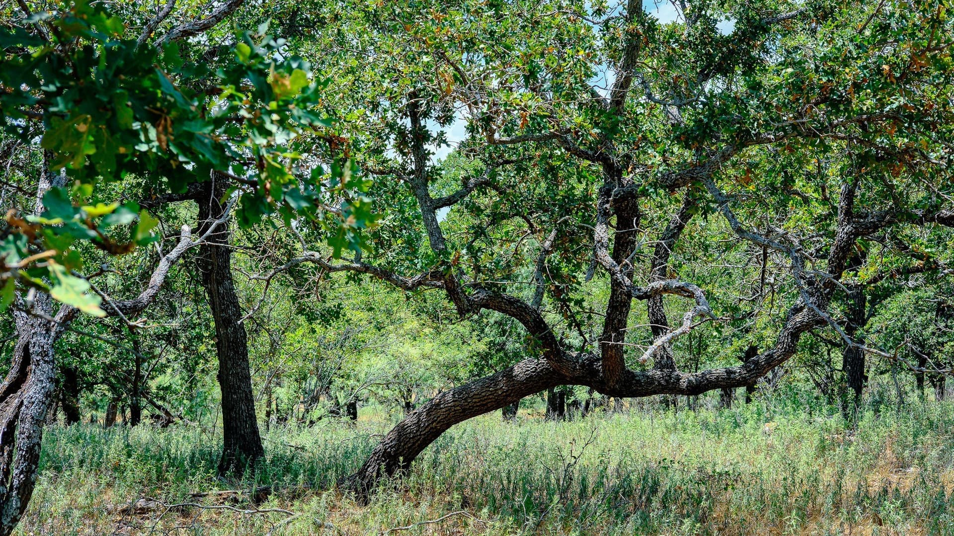 100 acres in Jack County - photo 16