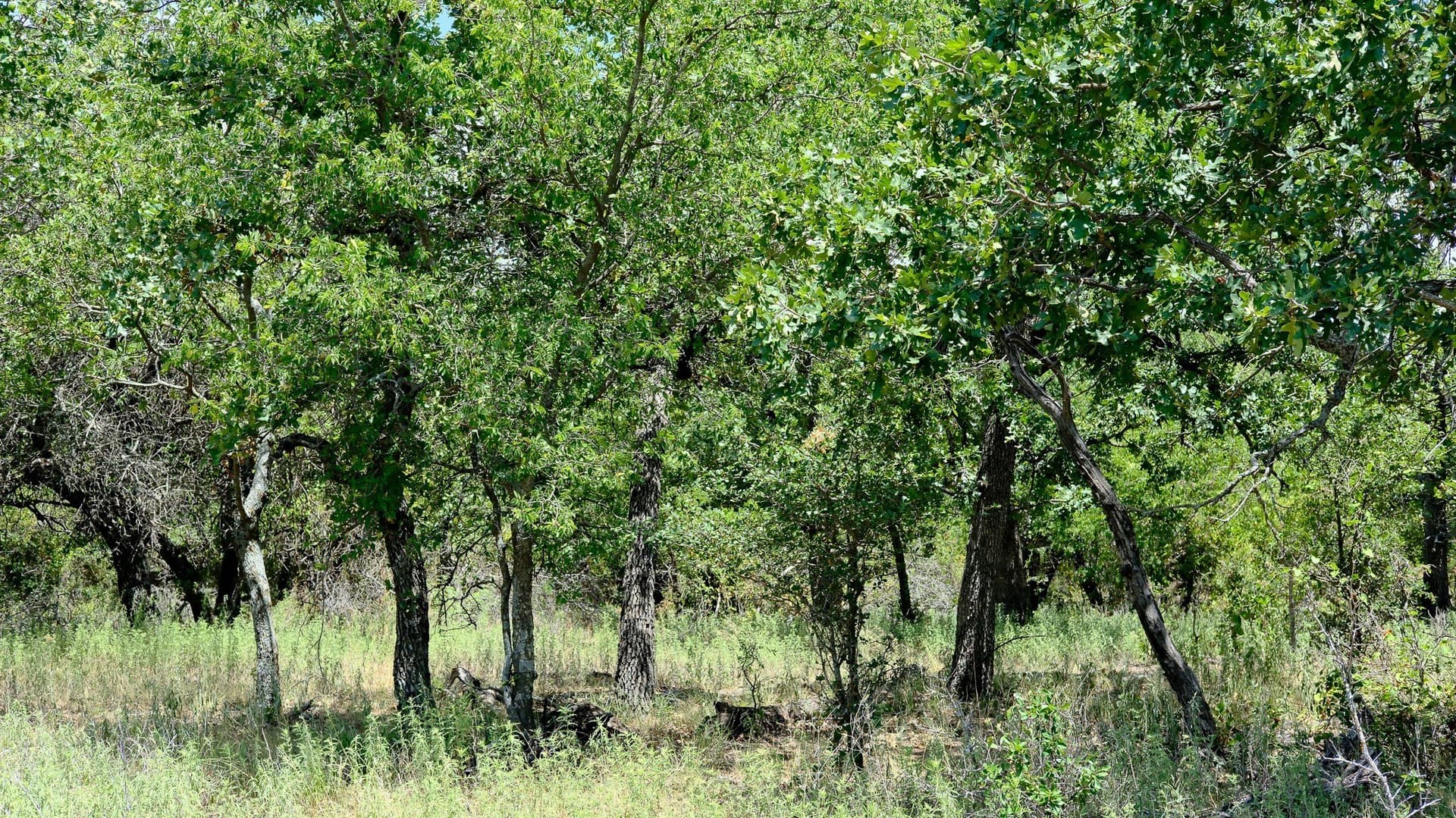 100 acres in Jack County - photo 18