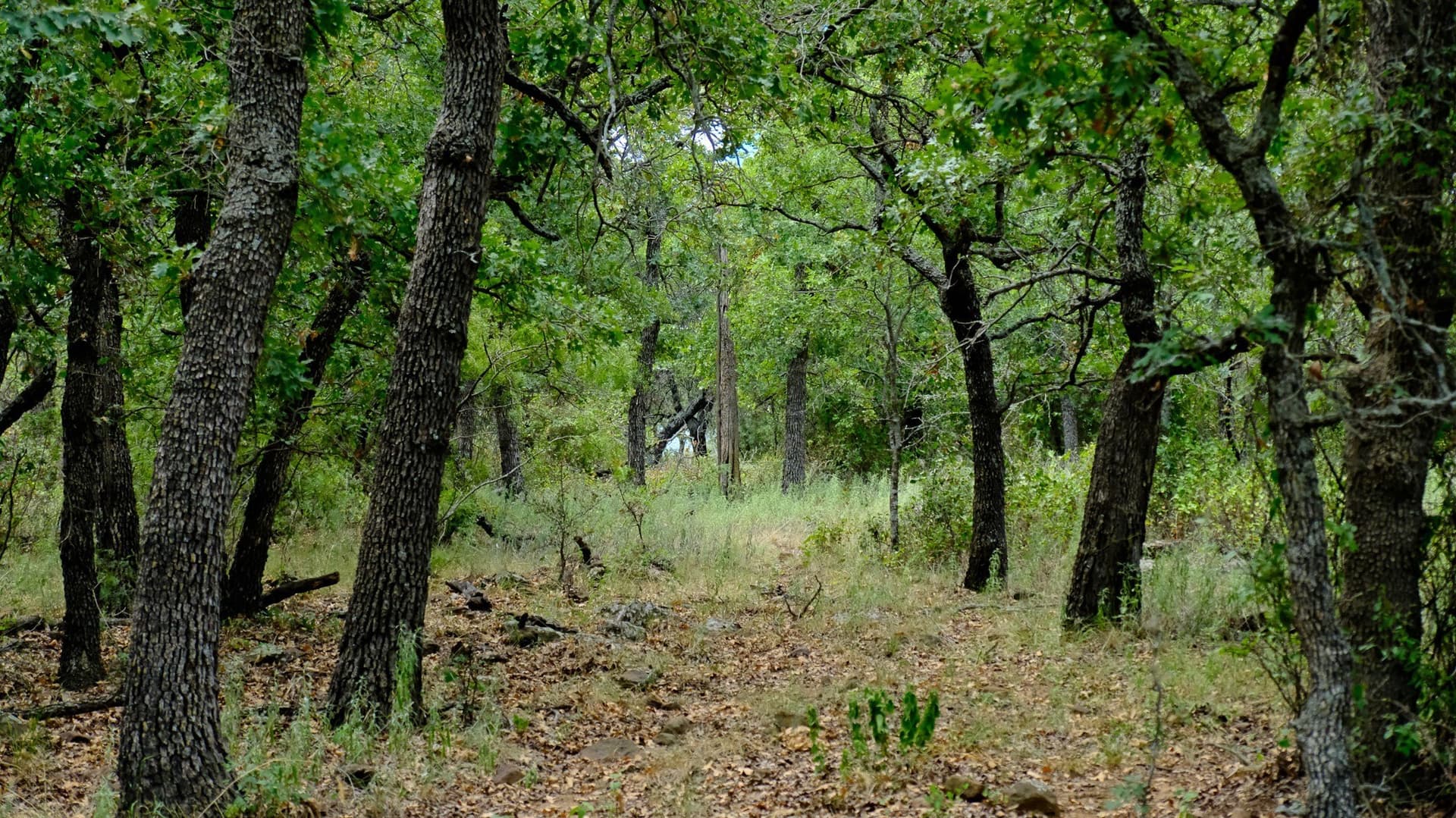 100 acres in Jack County - photo 9