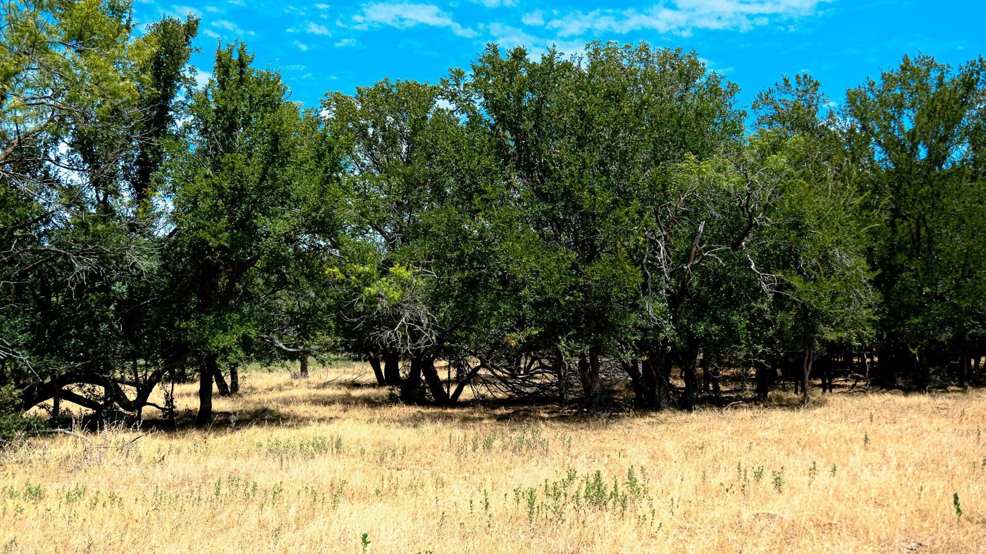 100 acres in Jack County - photo 10