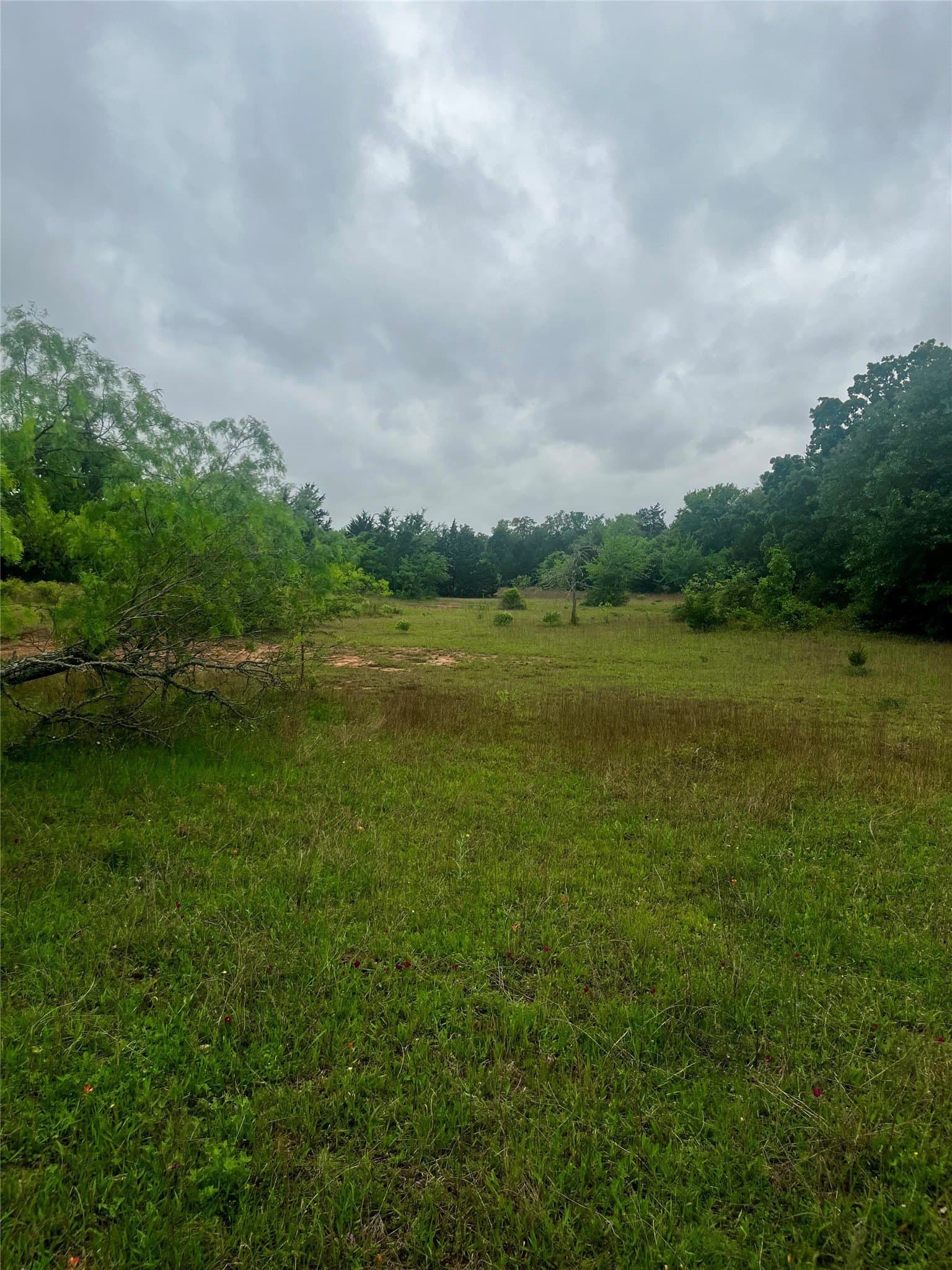 15 acres in Limestone County - photo 14