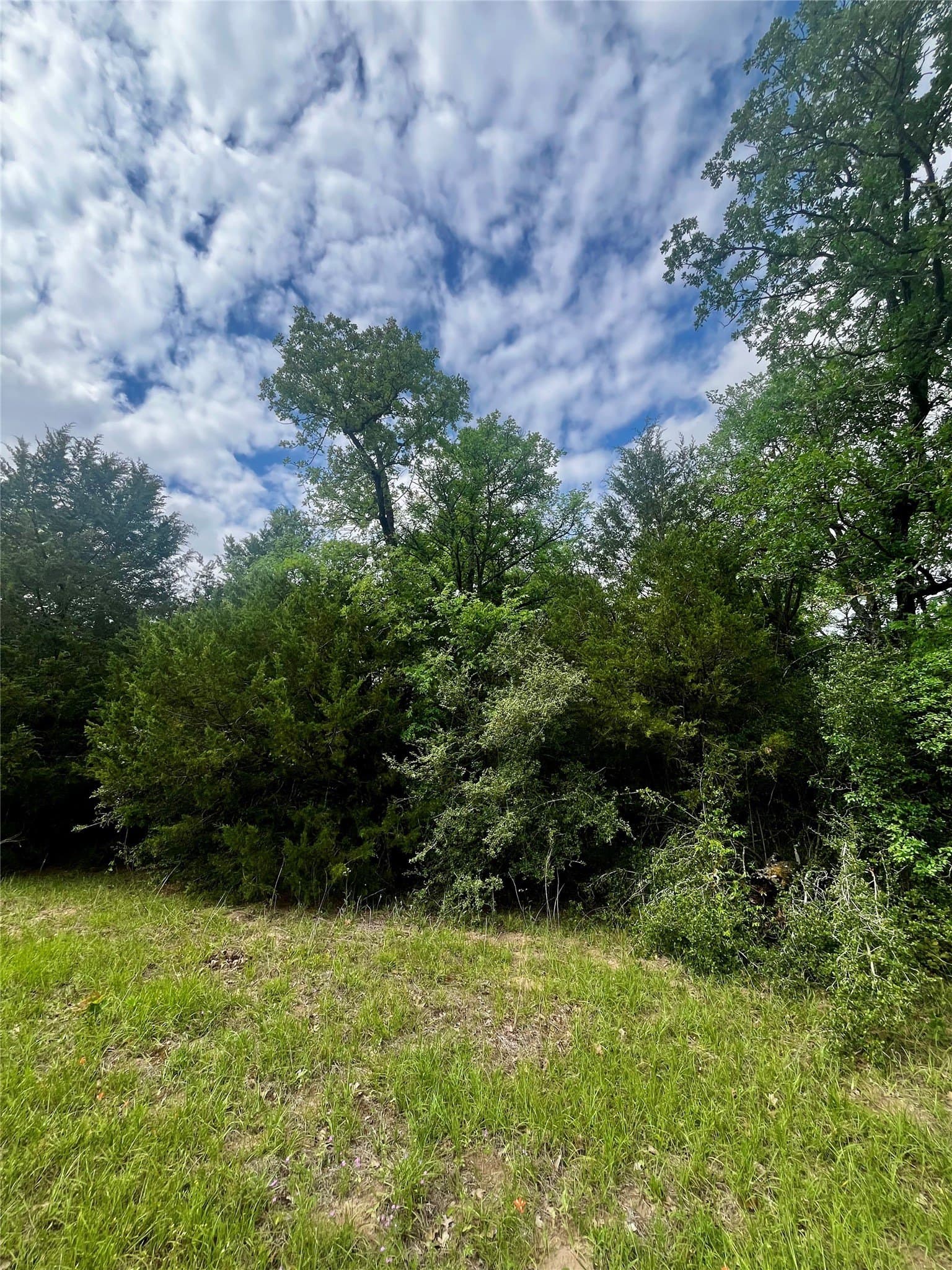 15 acres in Limestone County - photo 3