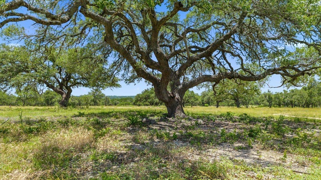 28 acres in Blanco County gallery image 4
