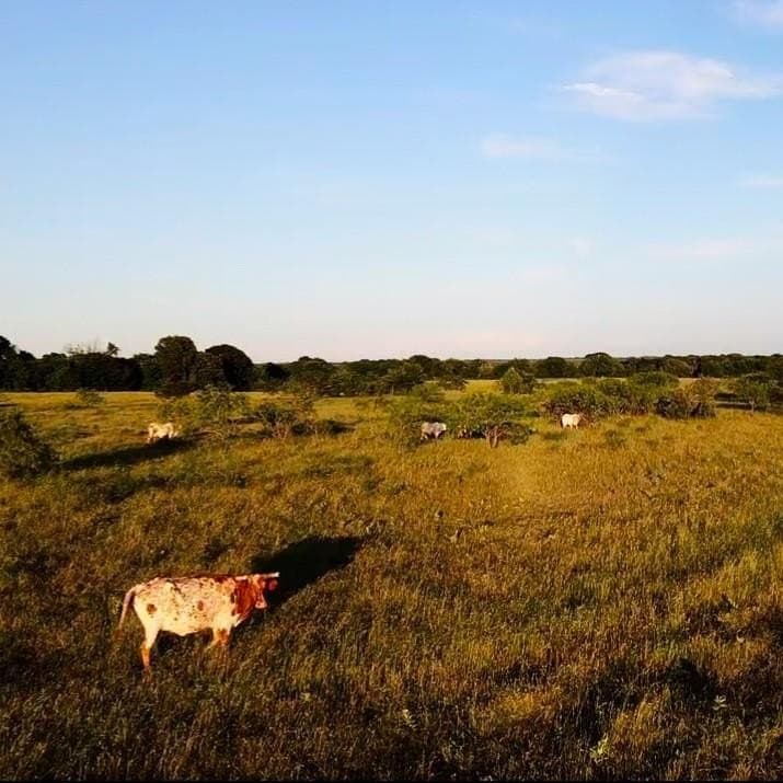 49 acres in Navarro County featured view