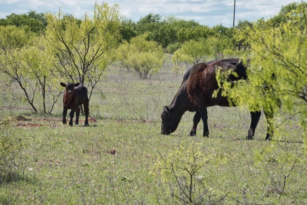 34 acres in Mason County featured view