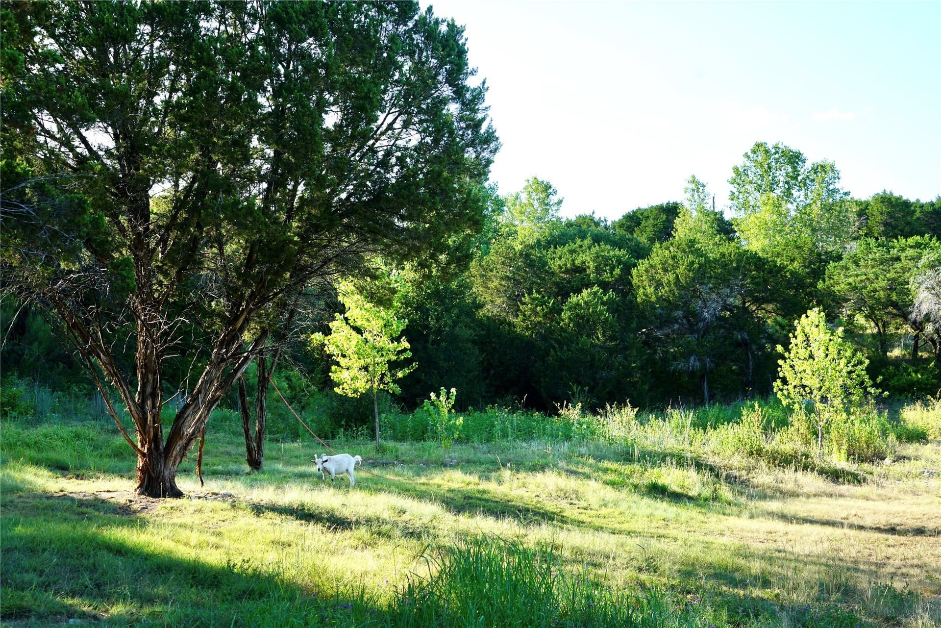 10 acres in Somervell County - photo 19