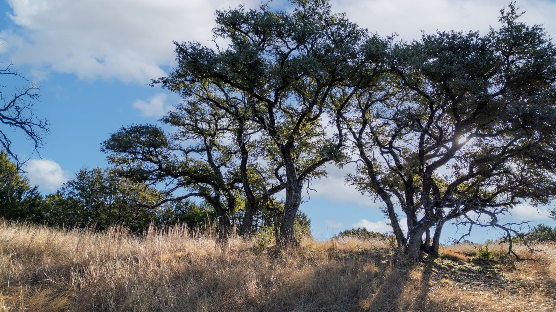 102.74 acres in Coryell County - photo 10