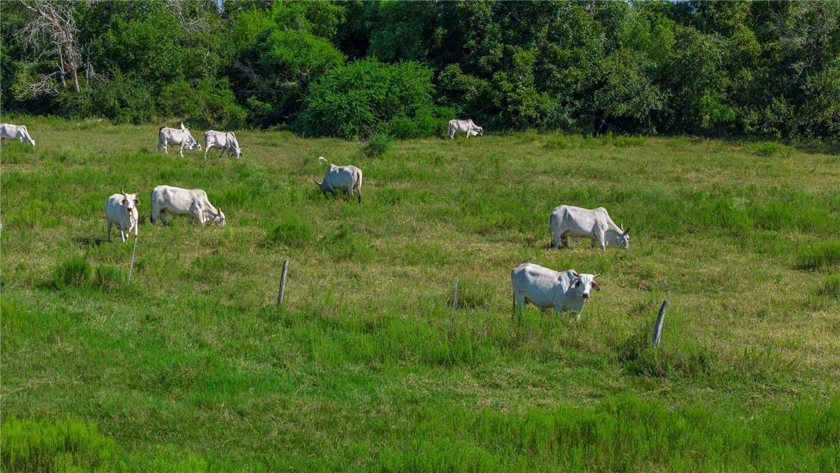 143 acres in Victoria County gallery image 2