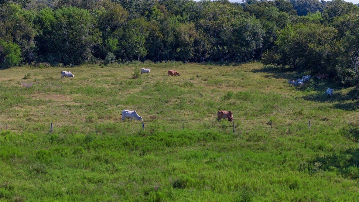 143 acres in Victoria County - photo 14