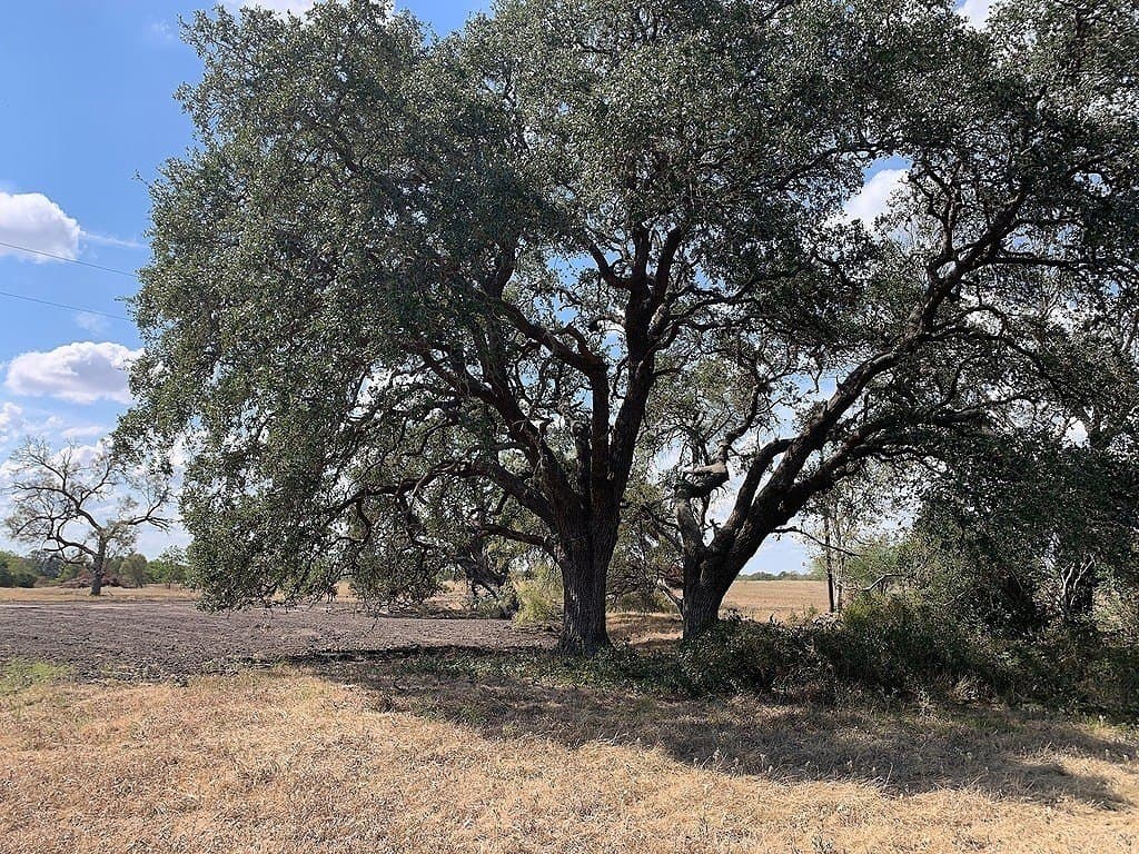 21.62 acres in Colorado County - photo 3