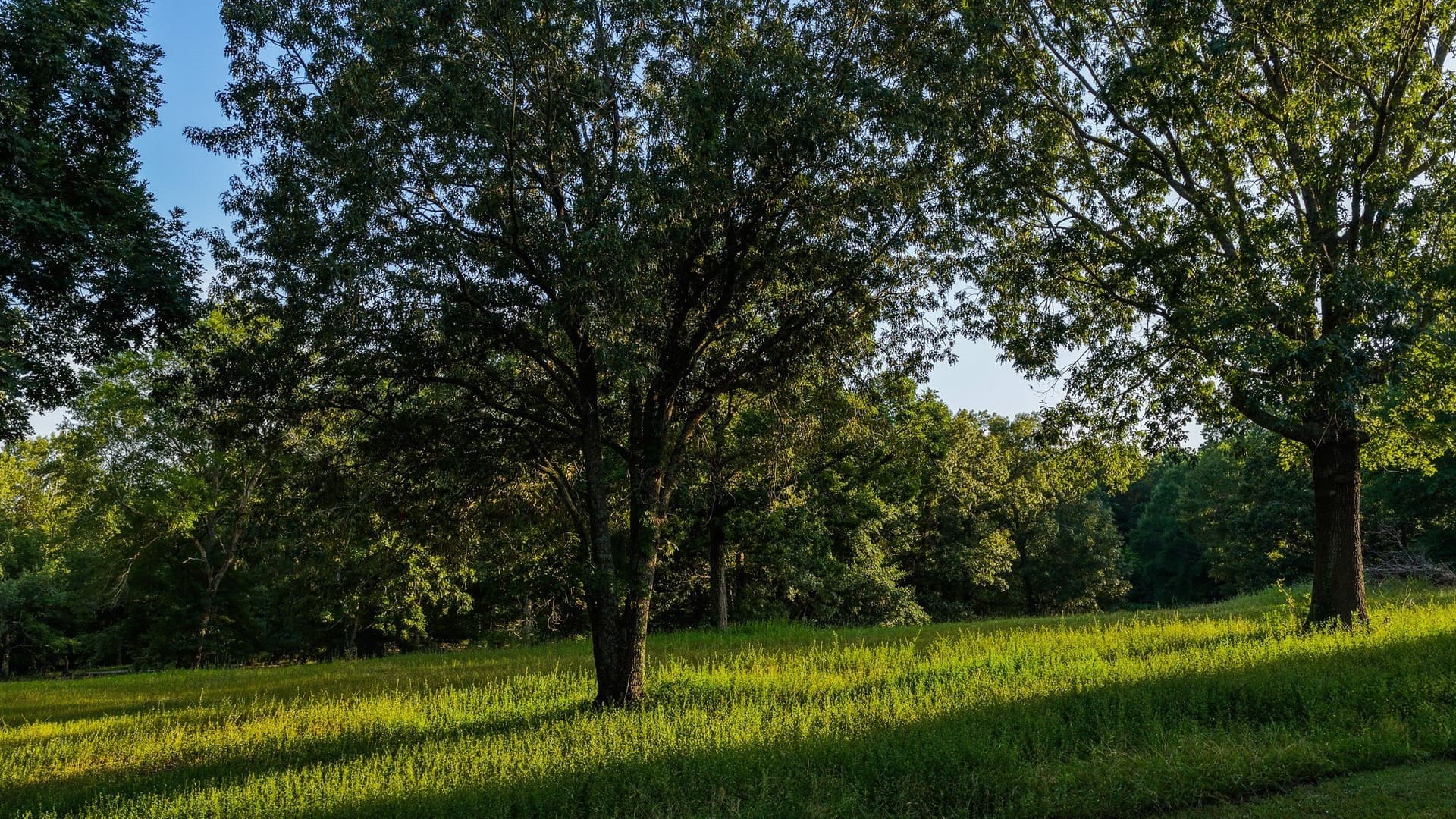 12.75 acres in Shelby County - photo 35