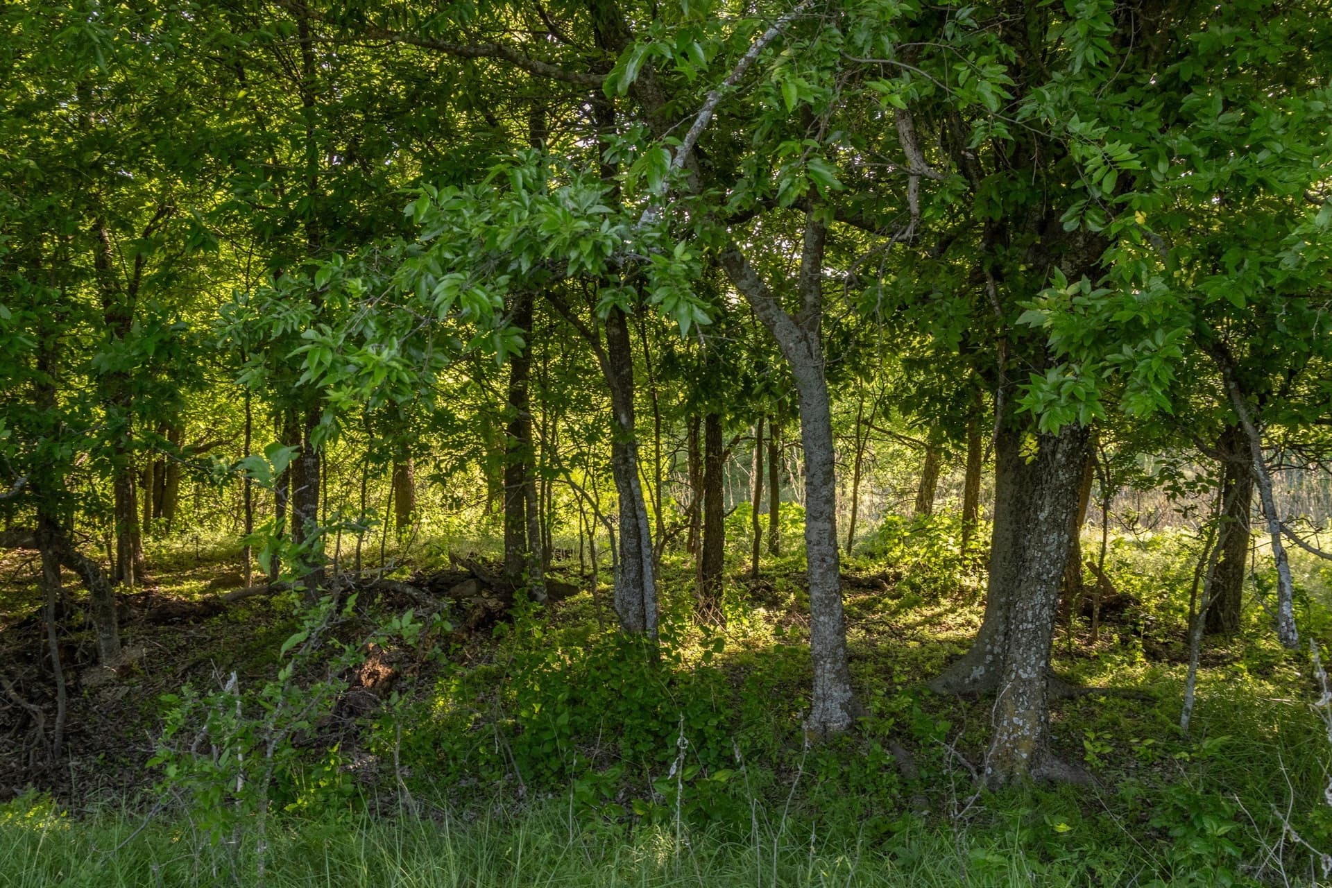 10.4 acres in Coleman County - photo 11