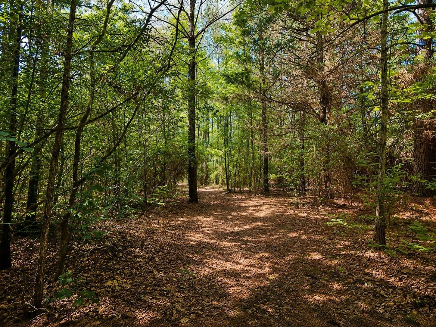 15.03 acres in Upshur County - photo 36