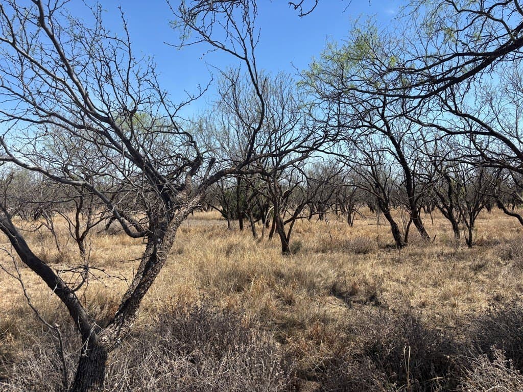 160 acres in Scurry County gallery image 3