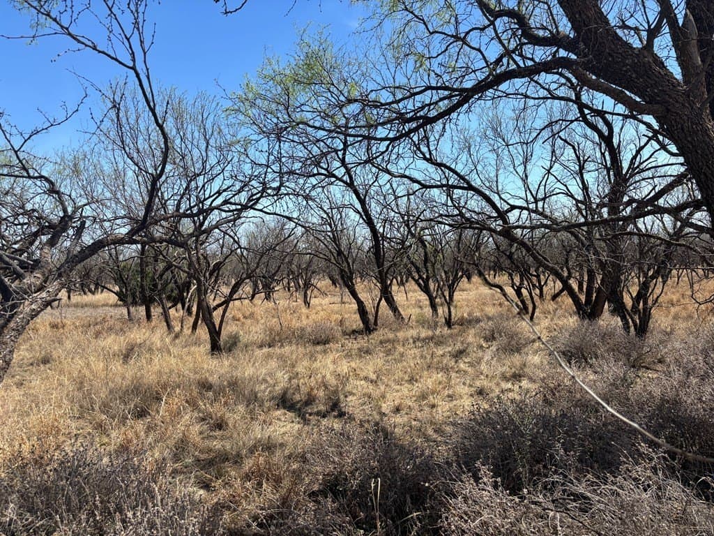 160 acres in Scurry County gallery image 2