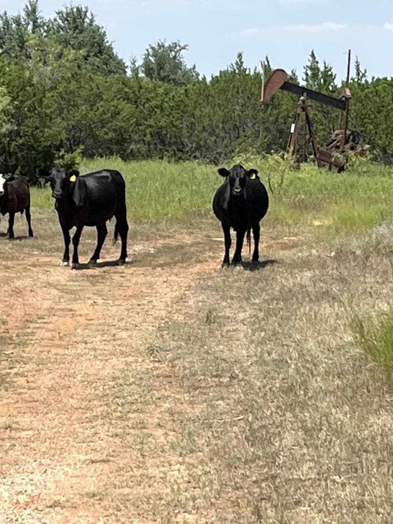 280 acres in Stephens County - photo 4