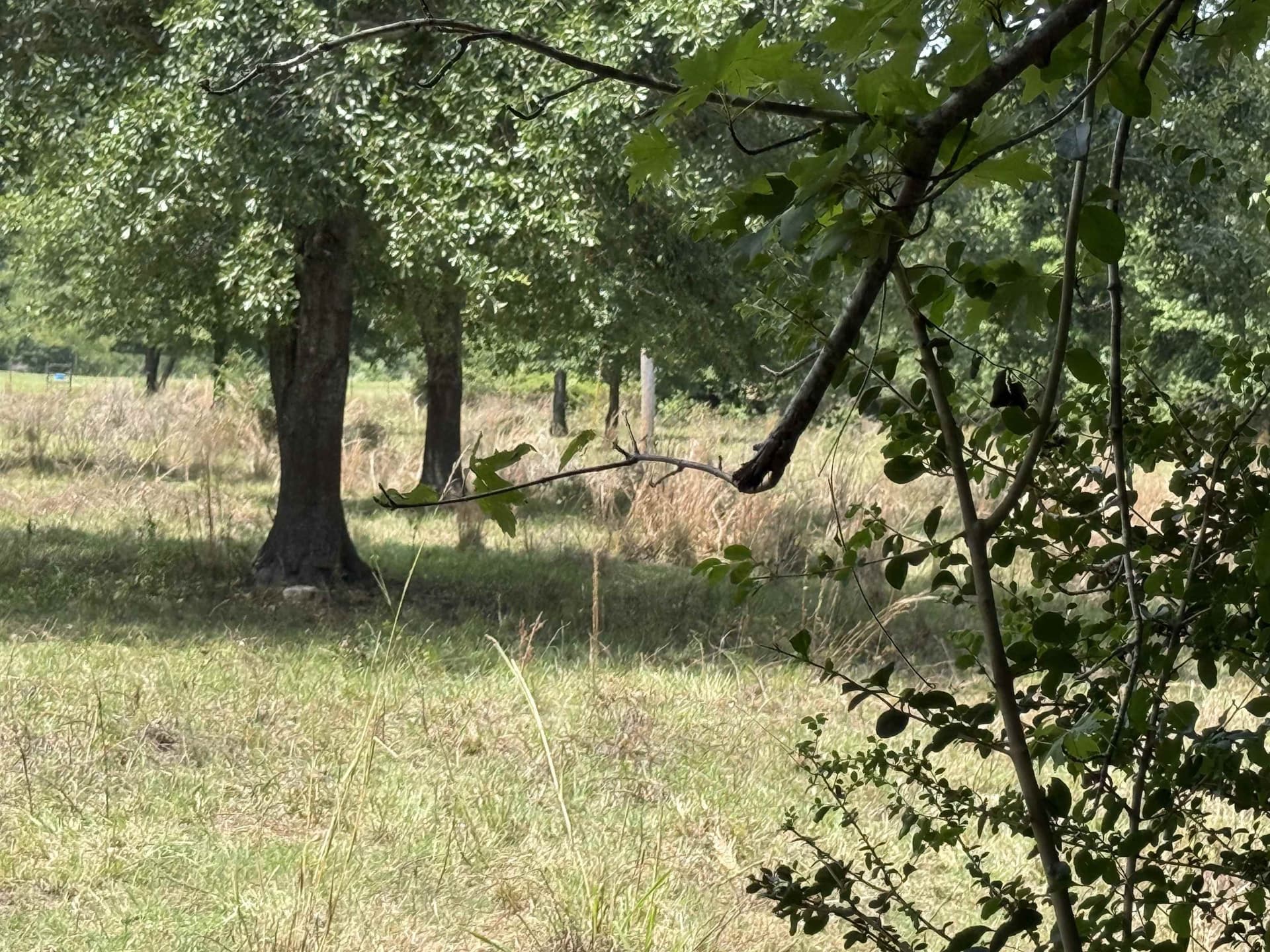 10.92 acres in Panola County gallery image 2