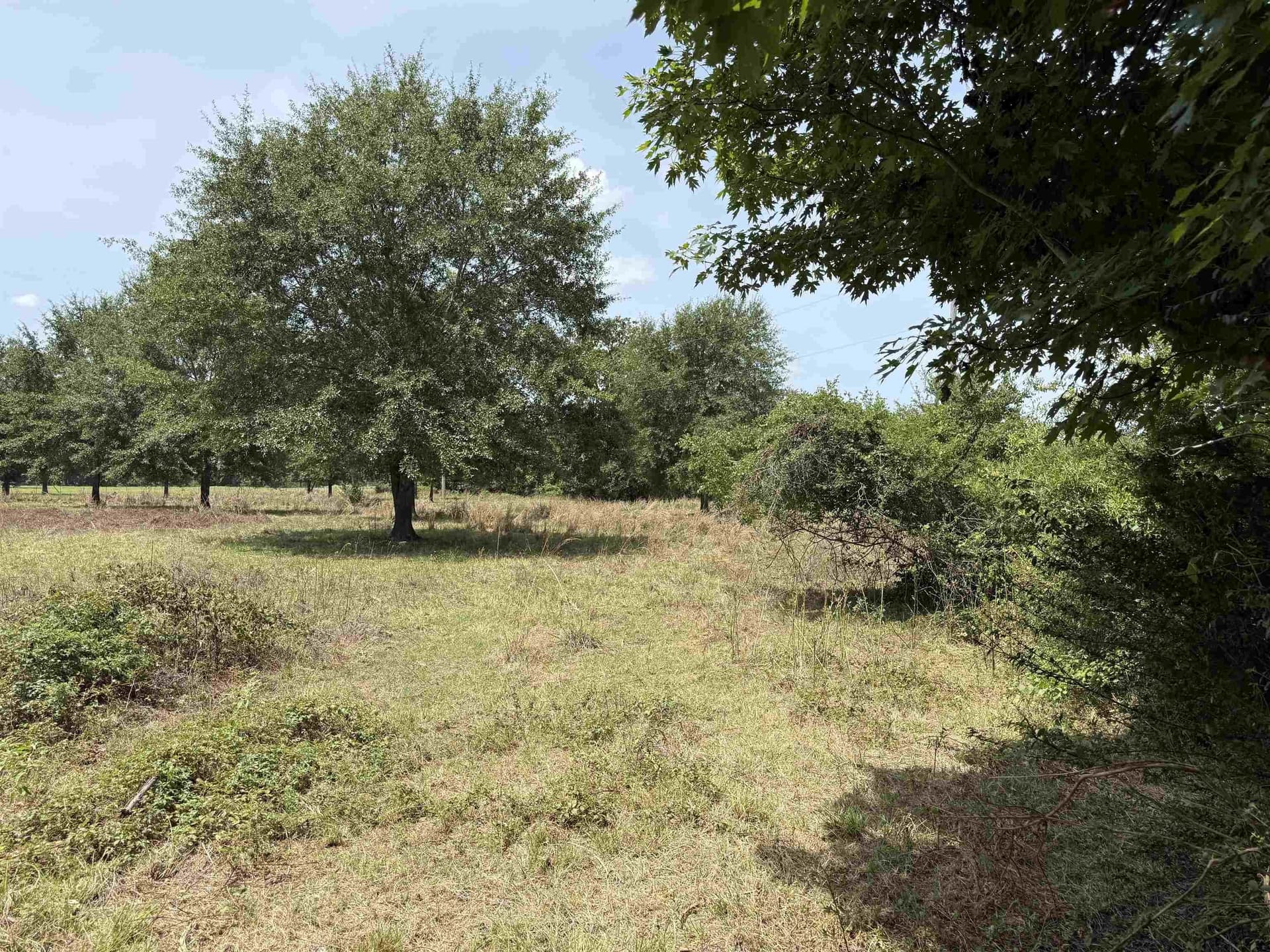 10.92 acres in Panola County gallery image 4