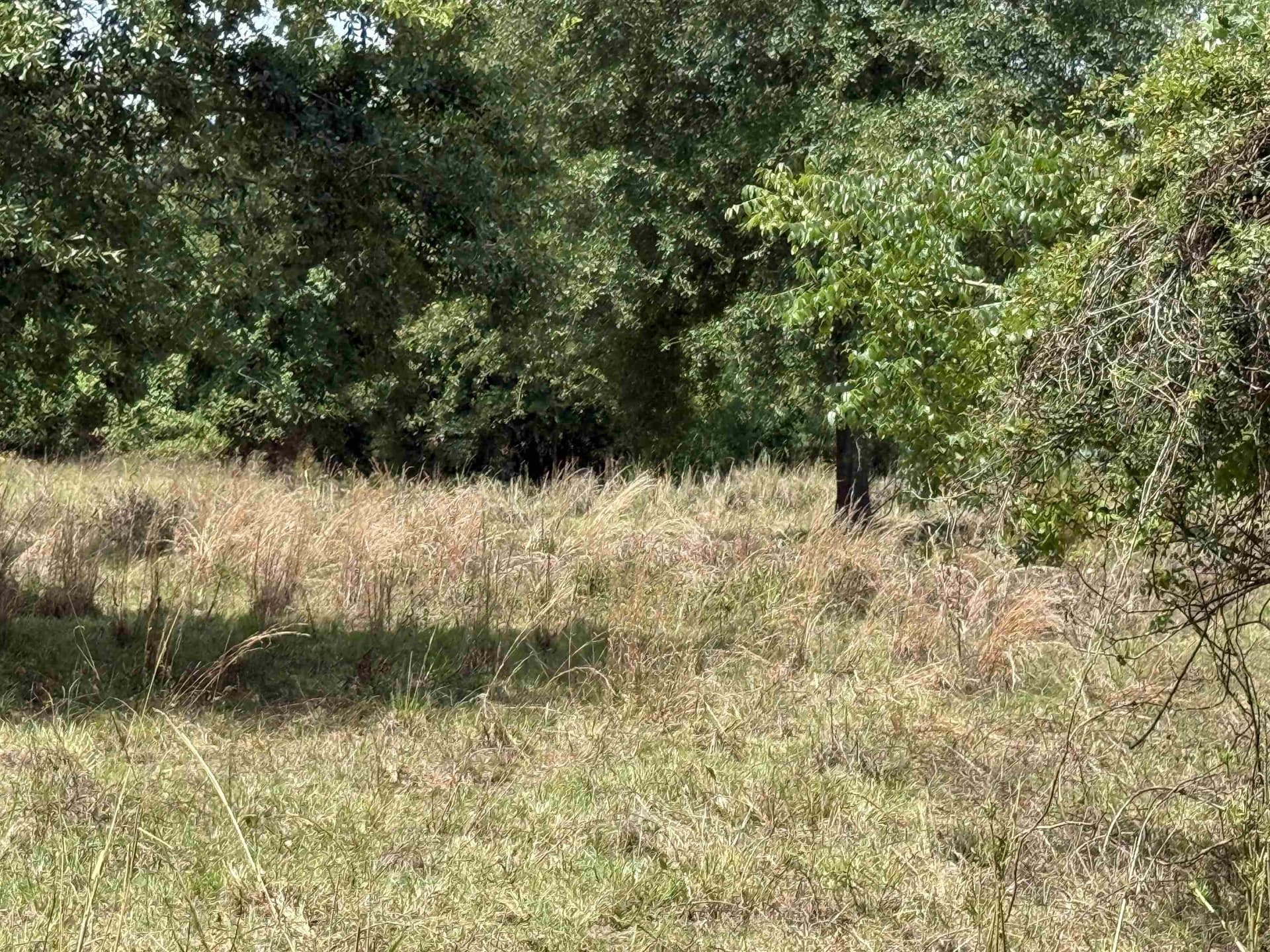 10.92 acres in Panola County gallery image 3