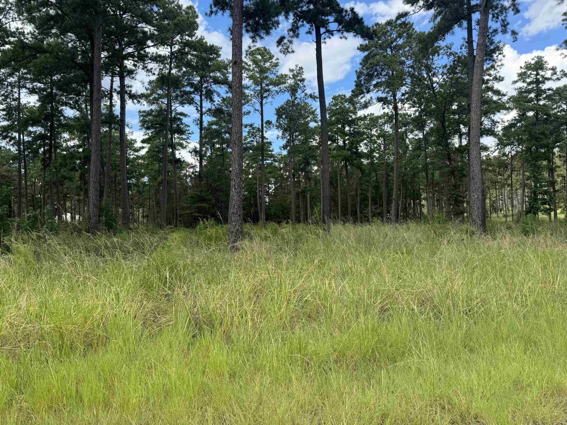 1 acres in Texas County - photo 7