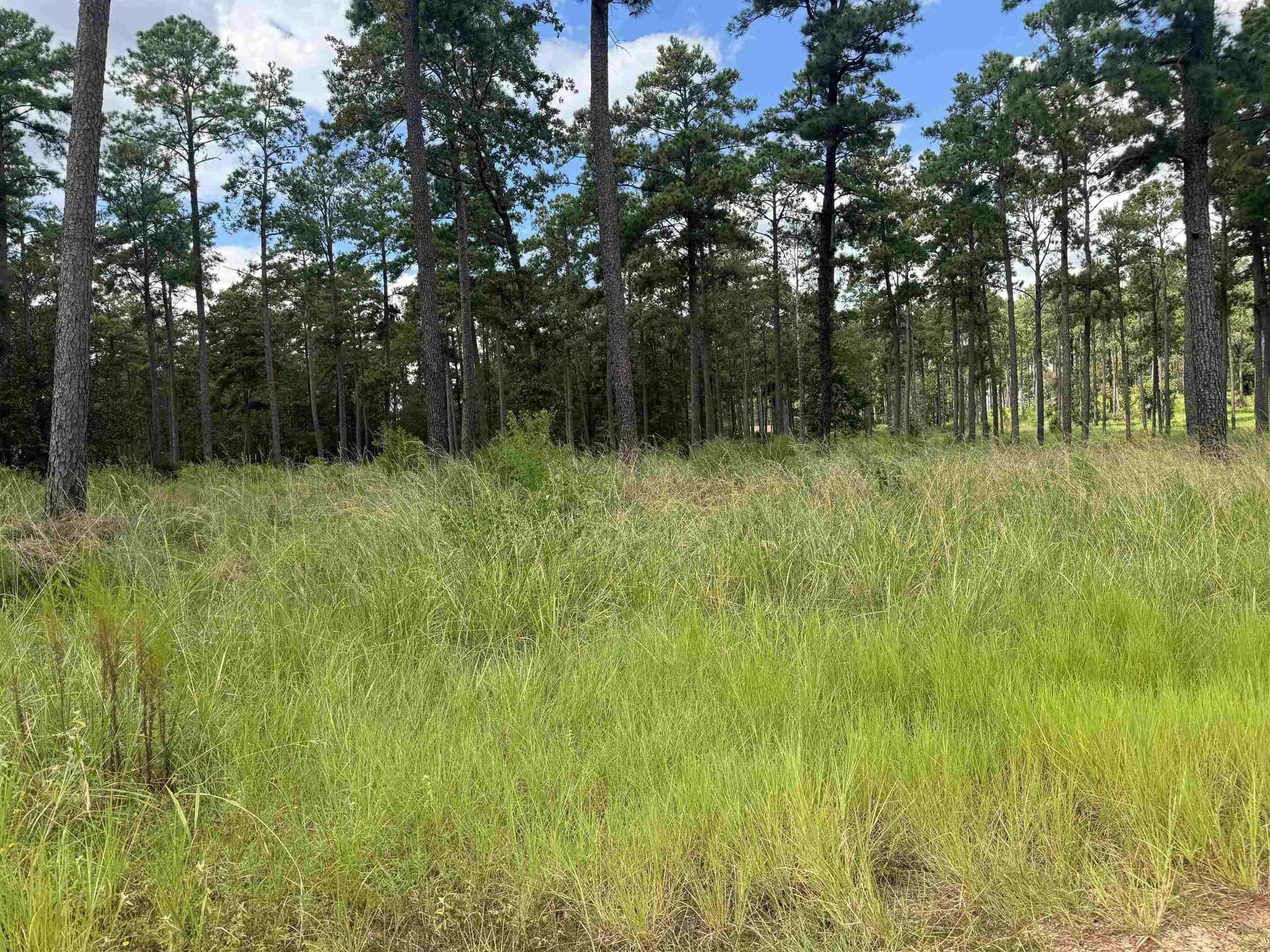 1 acres in Texas County featured view