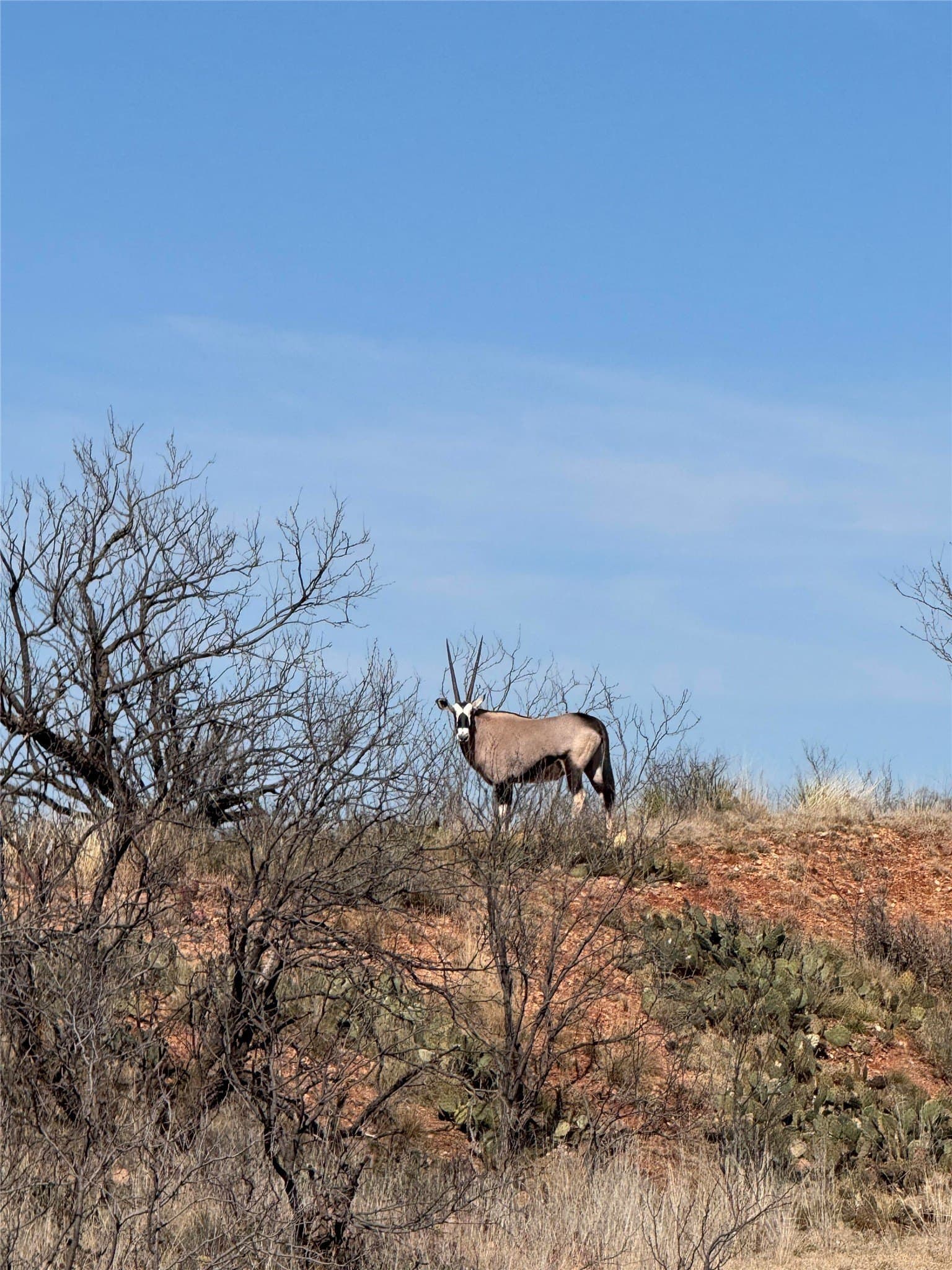 764 acres in Runnels County - photo 21