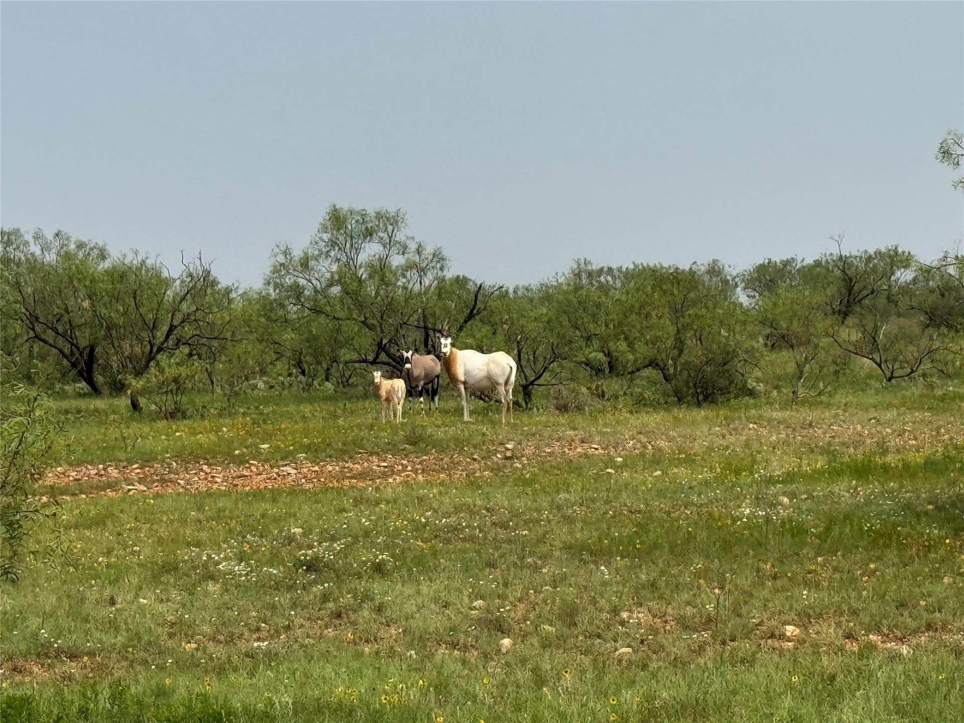 764 acres in Runnels County - photo 22