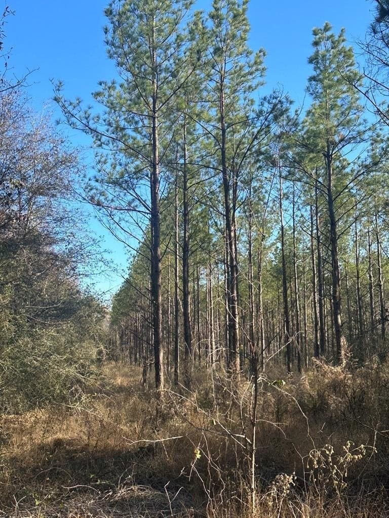 34 acres in Texas County - photo 6