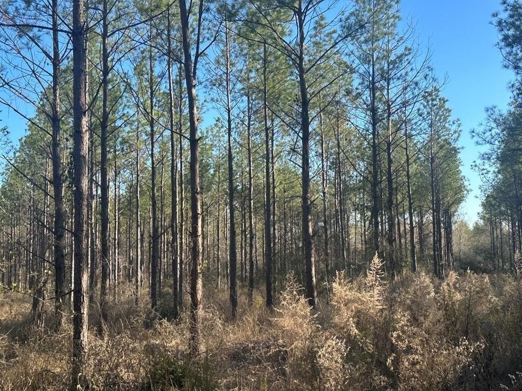 34 acres in Texas County - photo 24