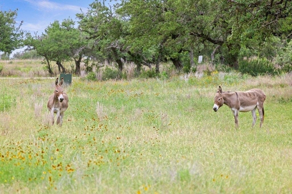 5 acres in Blanco County - photo 30